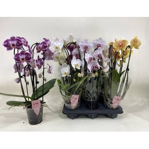 PHAL GEM