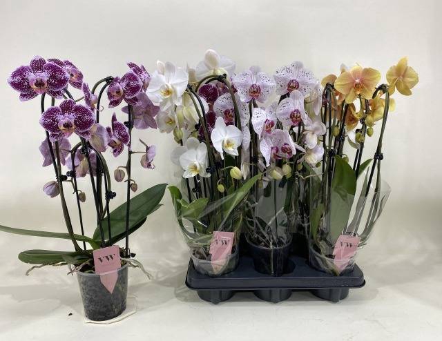 <h4>PHAL GEM</h4>