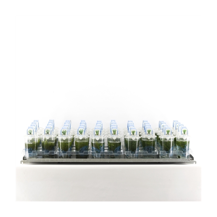 <h4>Zuurstofplanten mix beker medium</h4>