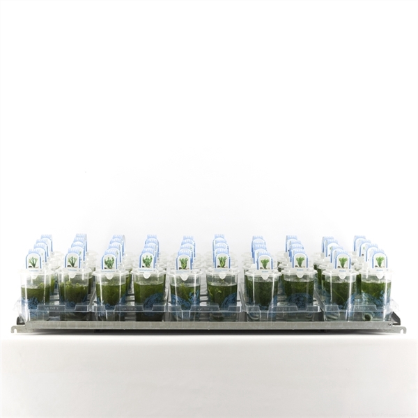 Zuurstofplanten mix beker medium