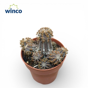 Euphorbia Philipsioides