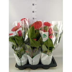 Anthurium andr. 'Madural'