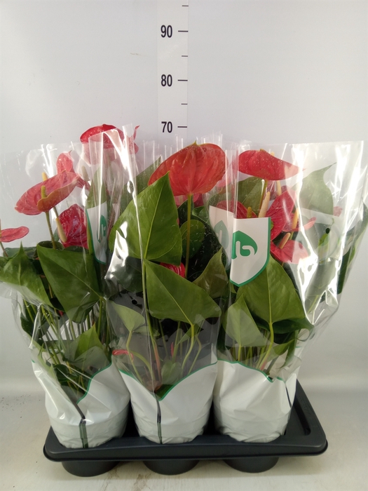 <h4>Anthurium andr. 'Madural'</h4>