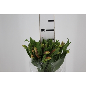 ALSTROEMERIA REBECCA 080 CM