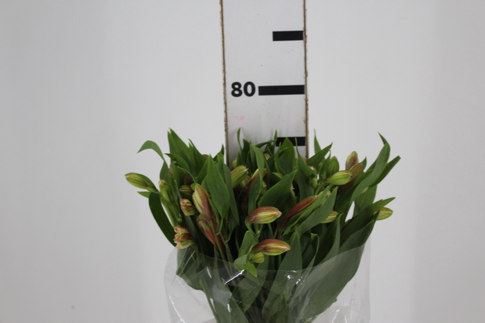 <h4>ALSTROEMERIA REBECCA 080 CM</h4>