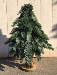 KERSTBOOM OP STAM 80 CM