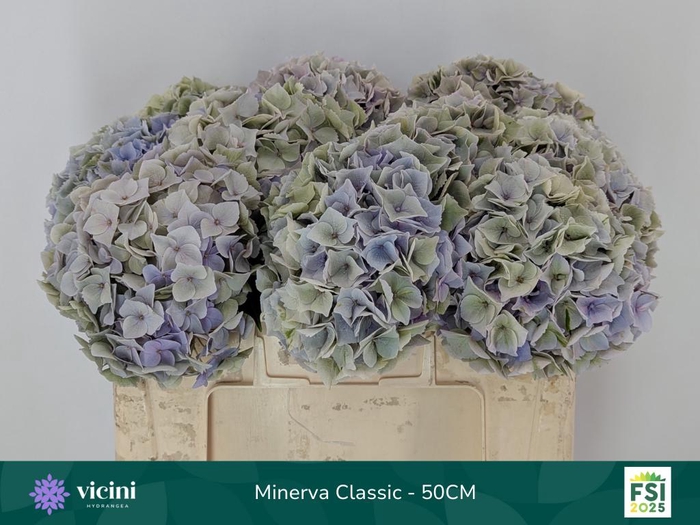 <h4>HYDR M MY MINERVA CL</h4>