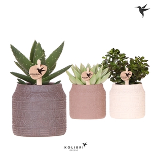 Kolibri Greens Succulenten mix in Hieroglyph pot mix