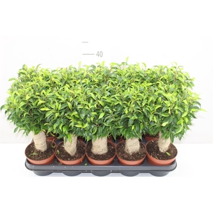 Ficus Natasja Jute Stam