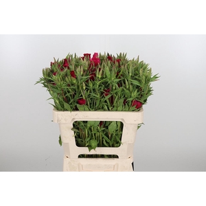 Godetia Overig