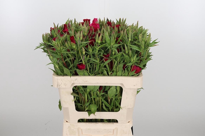 <h4>Godetia Overig</h4>