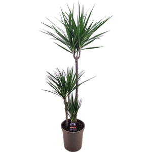 Dracaena marginata Green 75-45-10
