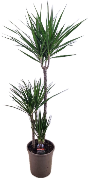 <h4>Dracaena marginata Green 75-45-10</h4>