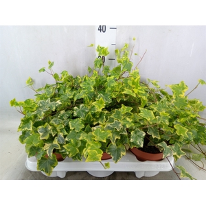 Hedera helix 'Golden Kolibri'