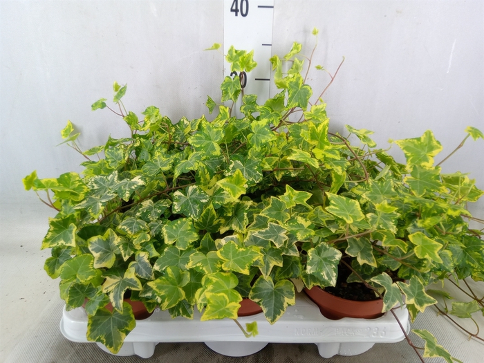 <h4>Hedera helix 'Golden Kolibri'</h4>