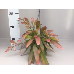 Rhipsalis