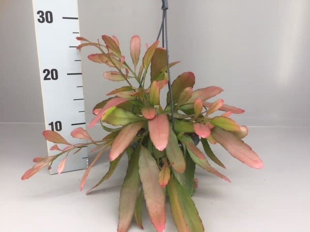 <h4>Rhipsalis</h4>