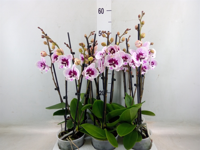 <h4>Phalaenopsis   ...</h4>