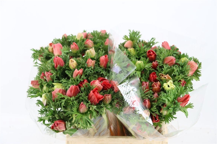 <h4>Anem Marianne Red</h4>