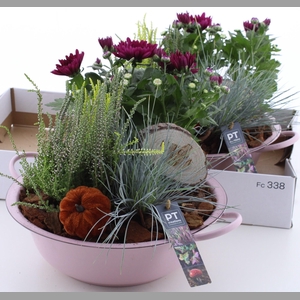ARR TUINPLANTEN