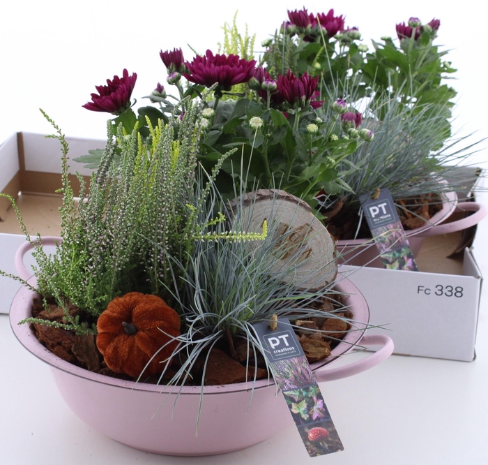 <h4>ARR TUINPLANTEN</h4>