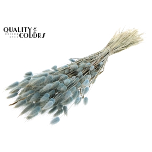 Lagurus per bunch Light Blue