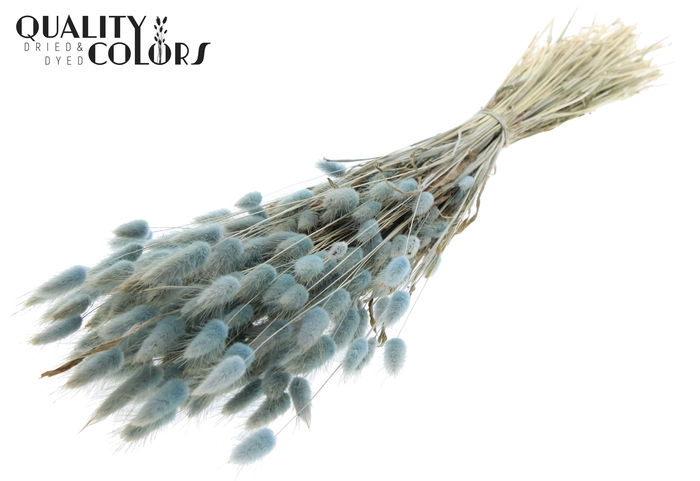 <h4>Lagurus per bunch Light Blue</h4>