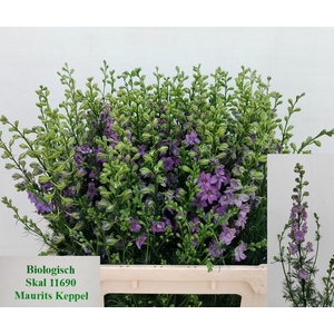 Delph Ridder Violet Lilac Keppel