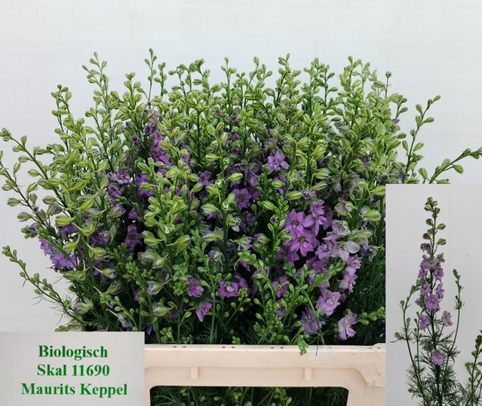 <h4>Delph Ridder Violet Lilac Keppel</h4>
