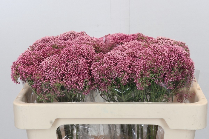 Ozothamnus Booming Pink