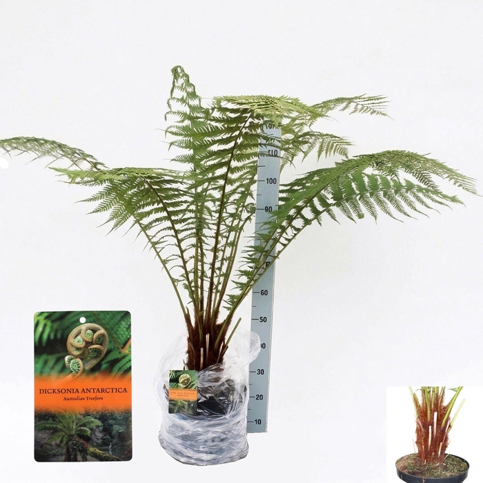 <h4>DICK ANTARCTICA</h4>