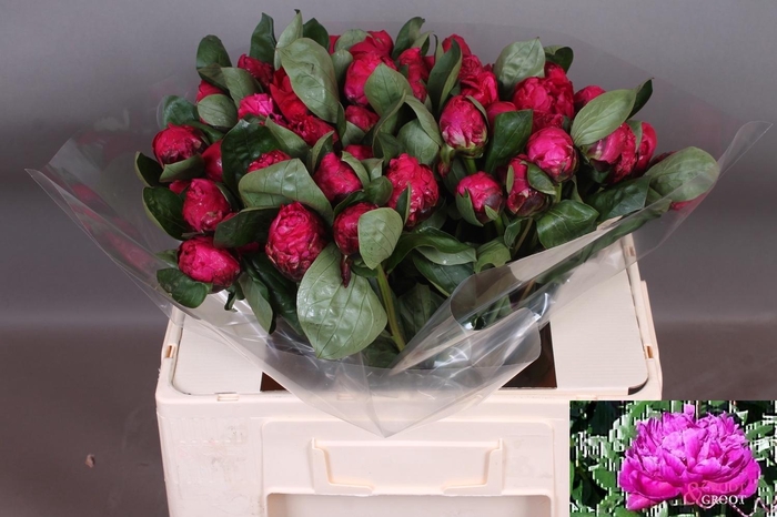 <h4>Paeo L Red Sarah Ber</h4>