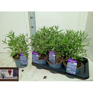 CARYO CL HEAVEN BLUE