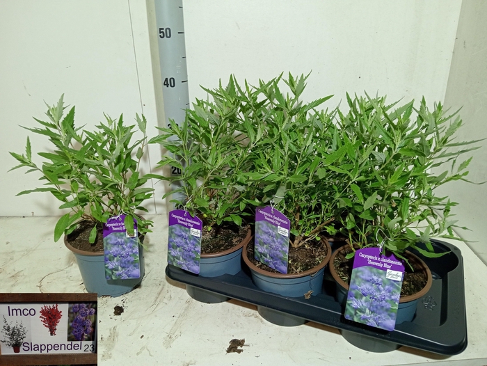 <h4>CARYO CL HEAVEN BLUE</h4>