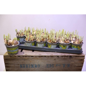 arr8 Narcis O Tete A Tete