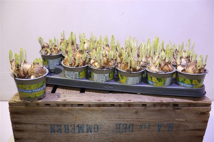 <h4>arr8 Narcis O Tete A Tete</h4>