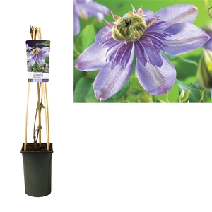 Clematis 'Blue Light' PBR +light label