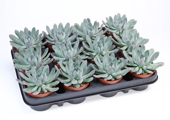 <h4>Echeveria pulidonis</h4>