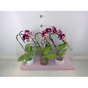 Phalaenopsis   ...red