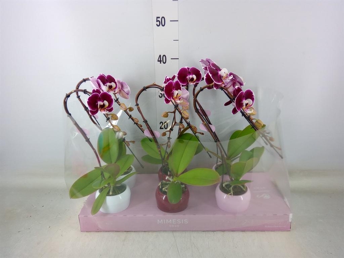 <h4>Phalaenopsis   ...red</h4>