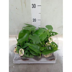 Monstera   ...
