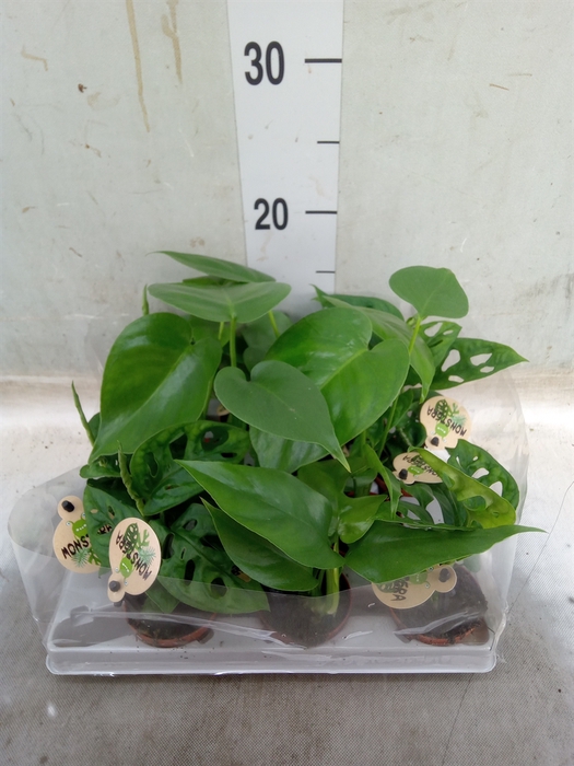 <h4>Monstera   ...</h4>