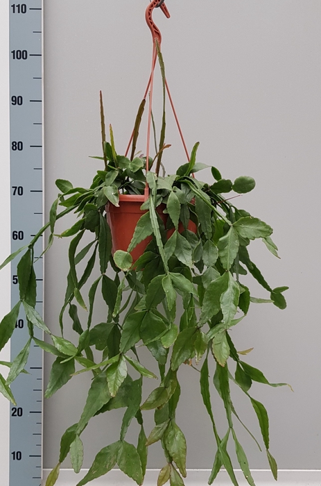 <h4>RHIPSALIS ELLIPTICA</h4>