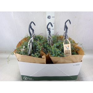 Senecio   ...