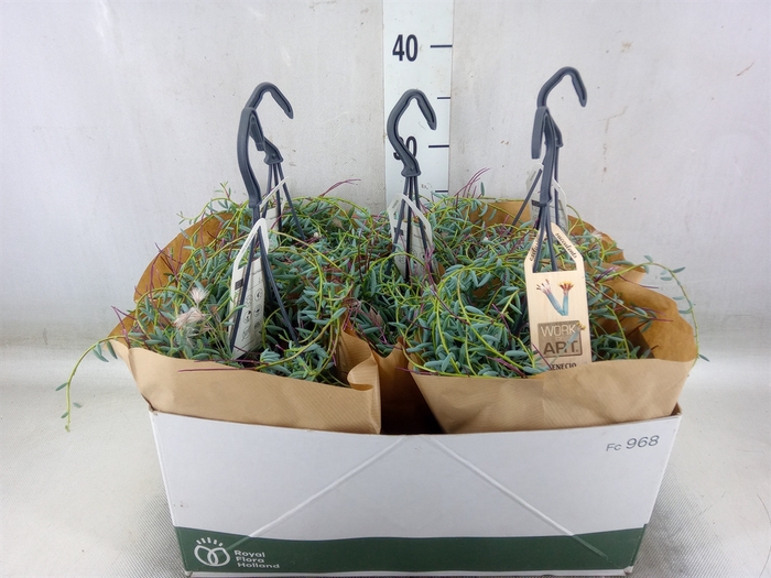 <h4>Senecio   ...</h4>