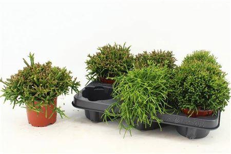 <h4>Rhipsalis Gem</h4>