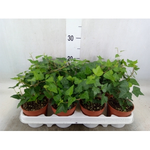 Hedera helix 'Anna'