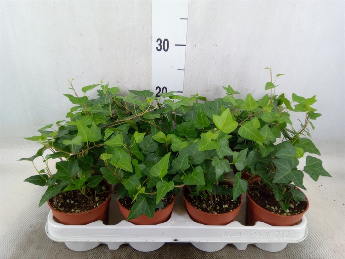 <h4>Hedera helix 'Anna'</h4>