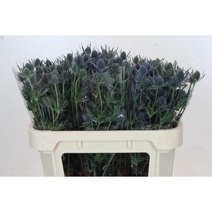 Eryngium Blue Dynamite