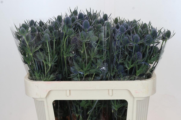 <h4>Eryngium Blue Dynamite</h4>